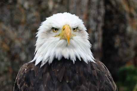 animal avian bald eagle beak