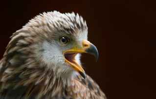 animal animal world avian bald eagle